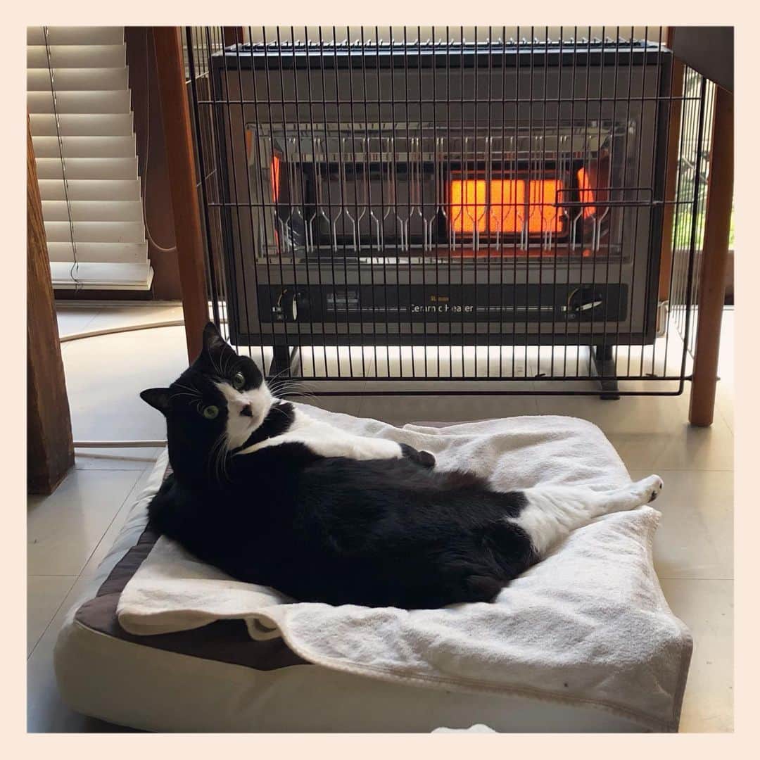 のインスタグラム：「#元保護猫 #ハチワレ #白黒猫 #blackandwhitecat #tuxedocat」