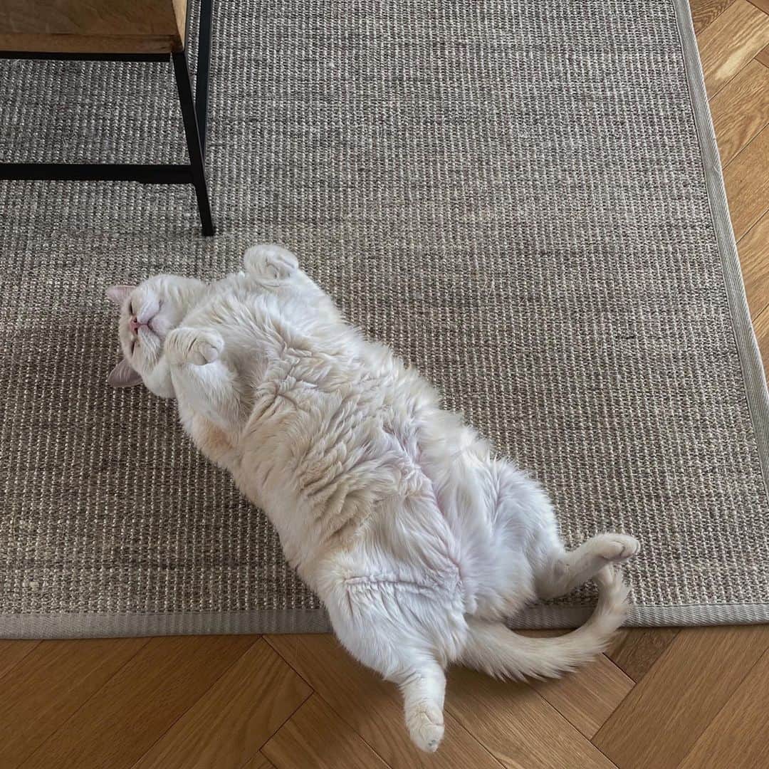 BENIのインスタグラム：「end of 2020 mood:)  ネコの開き定食🤲🏼」