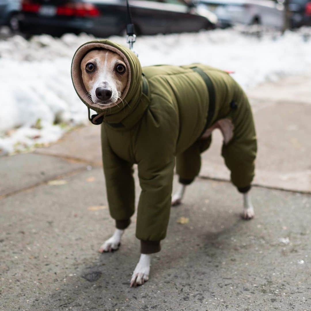 The Dogistさんのインスタグラム写真 - (The DogistInstagram)「Bambi, Italian Greyhound (4 y/o), Prince & West Broadway, New York, NY • “She has really short hair – she needs to bundle up.”」12月20日 10時02分 - thedogist