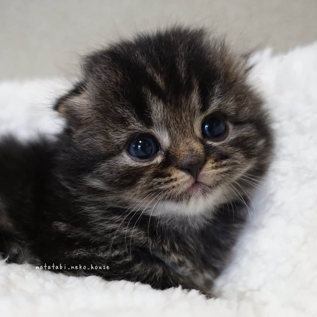 のインスタグラム：「🌞BABY CAT  2020年11月25日生まれ  スコティッシュフォールド(折れ耳) 長女ちゃん  ご家族さま募集中です。 素敵なご縁がありますように🍀  #またたび猫ハウス　﻿#ご家族様募集中　#子猫販売　#ブリーダー直販　#猫ブリーダー　#スコティッシュフォールド　#猫　#子猫　#こねこ　#にゃんすたぐらむ　#scottishfold #scottishfoldlovers #scottishfoldsoinstagram #cutepetclub #my_loving_pet #catsofgram #bestmeow #bestcats_oftheworld #cat_features #meowsandwoofs #mofmo #kittensofinstagram #adorable #excellent_cat #igcutest_animals #cat #picneko #instacat」