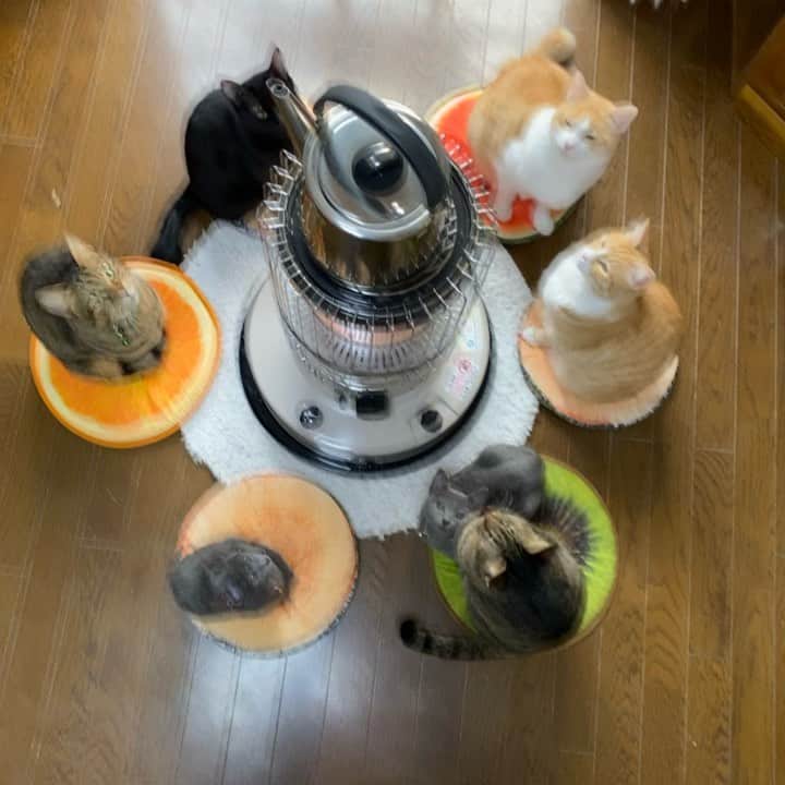 のインスタグラム：「. . 猫じゃらしを使ってみんなの目線をコッチに向けようと思っても、やっぱり全員は無理でした💦💦. . . いつか、全員のバッチリカメラ目線を撮れるよう、私が頑張ります💪. . . メイは、冷蔵庫の上でひとりのんびり爆睡中でした🤣🤣. . .  #ネコ#ねこのいる暮らし #シマホネコダスケ#シマホレスキュー #にゃんパシャコンテスト #オールウェル#キジトラ#保健所出身  #ねこ#猫#ねこすたぐらむ #にゃんこ #にゃんすたぐらむ#猫好きな人と繋がりたい #保護猫 #ねこちゃんホンポ #ペコねこ部#朝わんこ夕にゃんこ #nyancon01 #にゃんこと過ごす冬2020 #catstagram#cats_of_instagram#catsofinstagram#kittycat #bestmeow#meow#cutepetclubs#club_of_cats#kitty」