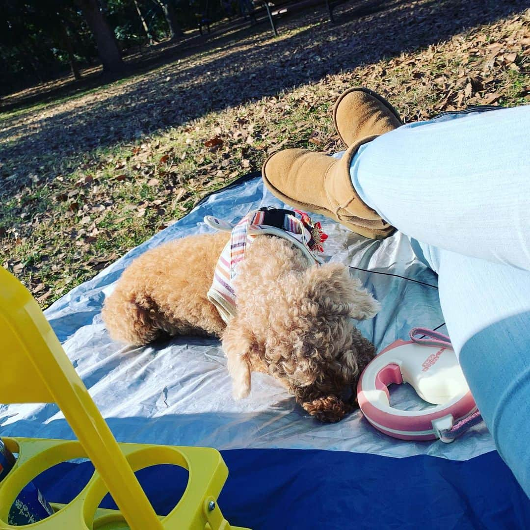 アクア新渡戸さんのインスタグラム写真 - (アクア新渡戸Instagram)「ちょーいい天気☀️ なのでデイキャンプ🏕に来てます  愛犬👸( '-' 👸 )ﾋﾒﾁｬﾝも 暖かくて気持ちよさそう🤗  今日も沢山遊ぼうね💓💞  #デイキャンプ #家族で公園  #愛犬も一緒に❤️  #癒しの時間❤️」12月20日 10時45分 - amiaquanitobe