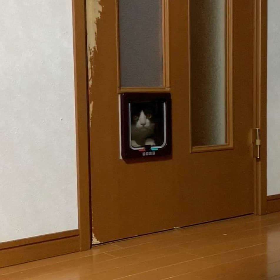 ひのき猫さんのインスタグラム写真 - (ひのき猫Instagram)「ひまわりにはまだちょっと難しいようです(^^;;」12月20日 10時58分 - hinoki.cute.kitten
