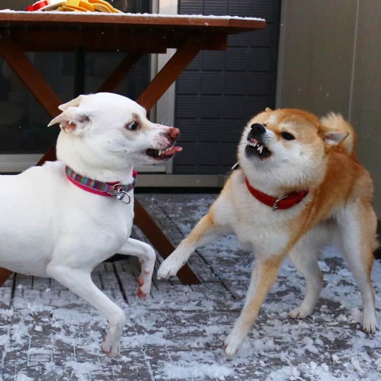 柴犬ハル&保護犬すずさんのインスタグラム写真 - (柴犬ハル&保護犬すずInstagram)「☃️ . 数年前は、 鹿児島もかなり降ったよ☃️ . #また降らないかな #鹿児島で雪はなかなかない #すずの顔よ🤣 #犬は喜び庭駆け回る . #柴犬#柴#kagoshima#dog#puppy#shibainu#shibastagram#いぬバカ部#family#鹿児島#赤柴#雑種#天文館#日本犬#保護犬を家族に#保護犬#元保護犬#姉妹#dogs#Kagoshima#動物#多頭飼い#多頭」12月20日 11時00分 - haruharu040777