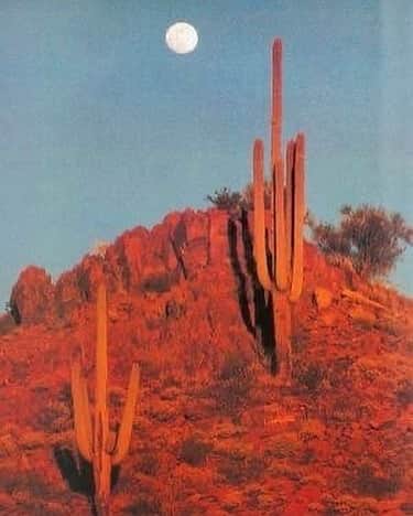 ウィンターケイトのインスタグラム：「desert illumination 🌚🌝」