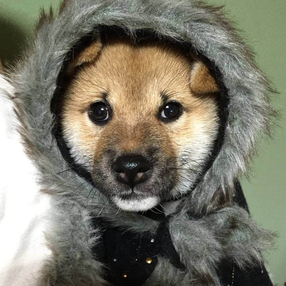 柴犬たま Shibainu Tamaのインスタグラム