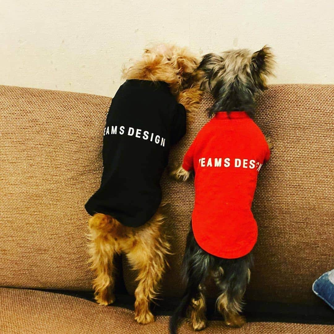 Caluluさんのインスタグラム写真 - (CaluluInstagram)「Reposted from @mame_morkie . . お揃いコーデ😍 . #beamsdesign #ビームスデザイン #お揃いの服 #ペアルック #ドッグウェア #犬服ブランド #ヨークシャテリア #ヨークシャテリア好き #ヨークシャテリア部 #ヨークシャテリ ア可愛い #ヨークシャテリア大好きさんと繋がりたい #カルル #calulu #ファッション図鑑」12月20日 11時48分 - calulu_dogwear