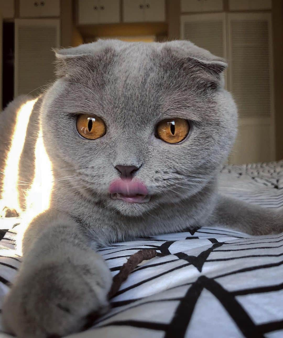 Millaさんのインスタグラム写真 - (MillaInstagram)「That new Kylie lip kit 👄🙀💋 #derp #MillaTheCat」12月20日 11時54分 - millathecat