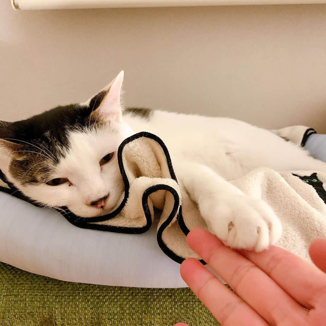 松野有里巳のインスタグラム：「おかあしゃんはお仕事に行ってきますよー📢📢📢📢📢  みんな暖かくして寝ててにゃ🤗  #柚子カボス割り #ねこのいる生活  #ねことの暮らし  #やる気のない猫達」