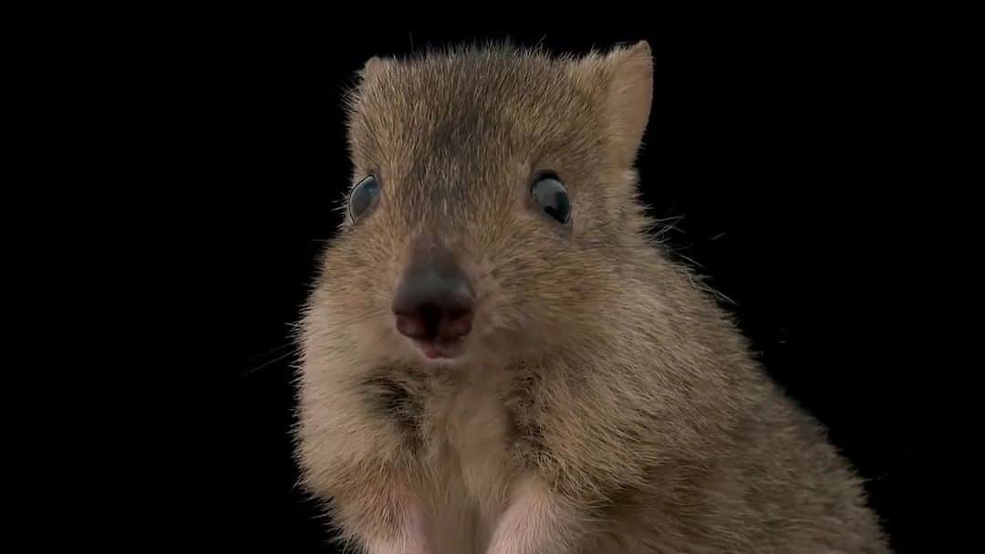ナショナルジオグラフィックのインスタグラム