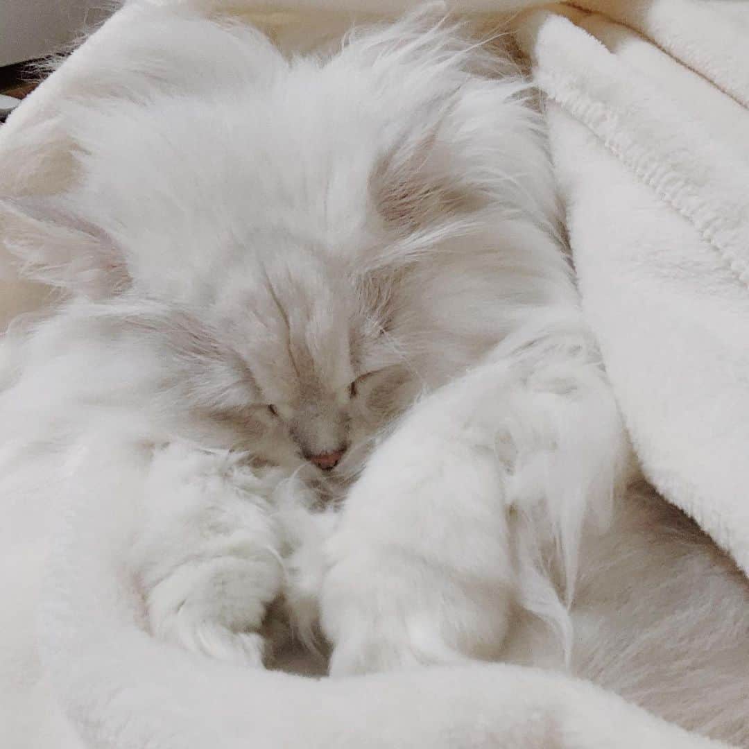 후추네큰언니のインスタグラム：「포근포근 담요 너무 좋아 ❤️  .  #후추  #고양이  #냥스타그램 #캣스타그램  #Hoochu #Hoochuthecat #cat #cats #catstagram #catsofinstagram #topcatphoto #bestmeow #ilovecat #cute #fluffy #petstagram #instacats」