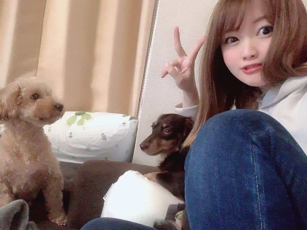 のインスタグラム：「❤︎ 大好きなくるさら♥️ 可愛くって可愛いくてたまらん🥰 毎日癒されてます♡ なかなか一緒に写真撮らせてくれないの🥺 * #犬 #dog #🐶 #犬のいる暮らし #犬との暮らし #犬好き #愛犬 #愛犬との時間 #愛犬家 #可愛すぎる #マルプー #カニンヘンダックス #癒される #幸せ」