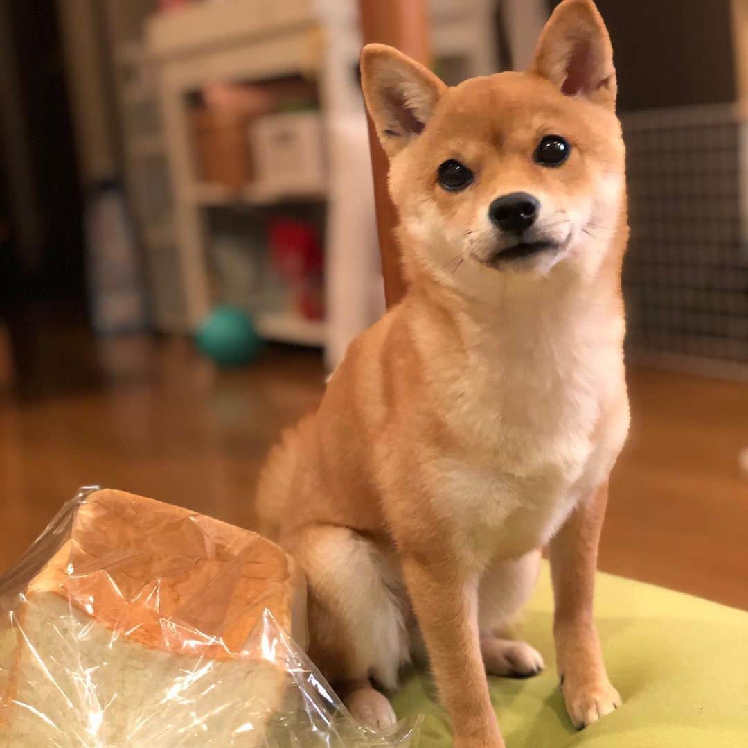 西山喜久恵さんのインスタグラム写真 - (西山喜久恵Instagram)「🐕 前から思ってたんです。 食パン🍞に似てるって⁉️ #豆柴ハル #癒しわんこ  #きょうのわんこ  #美味しい食パン」12月20日 13時19分 - kikue_nishiyama