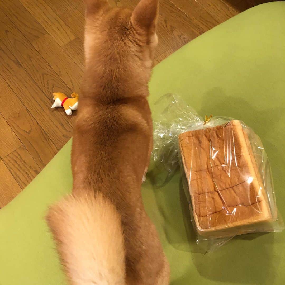 西山喜久恵さんのインスタグラム写真 - (西山喜久恵Instagram)「🐕 前から思ってたんです。 食パン🍞に似てるって⁉️ #豆柴ハル #癒しわんこ  #きょうのわんこ  #美味しい食パン」12月20日 13時19分 - kikue_nishiyama