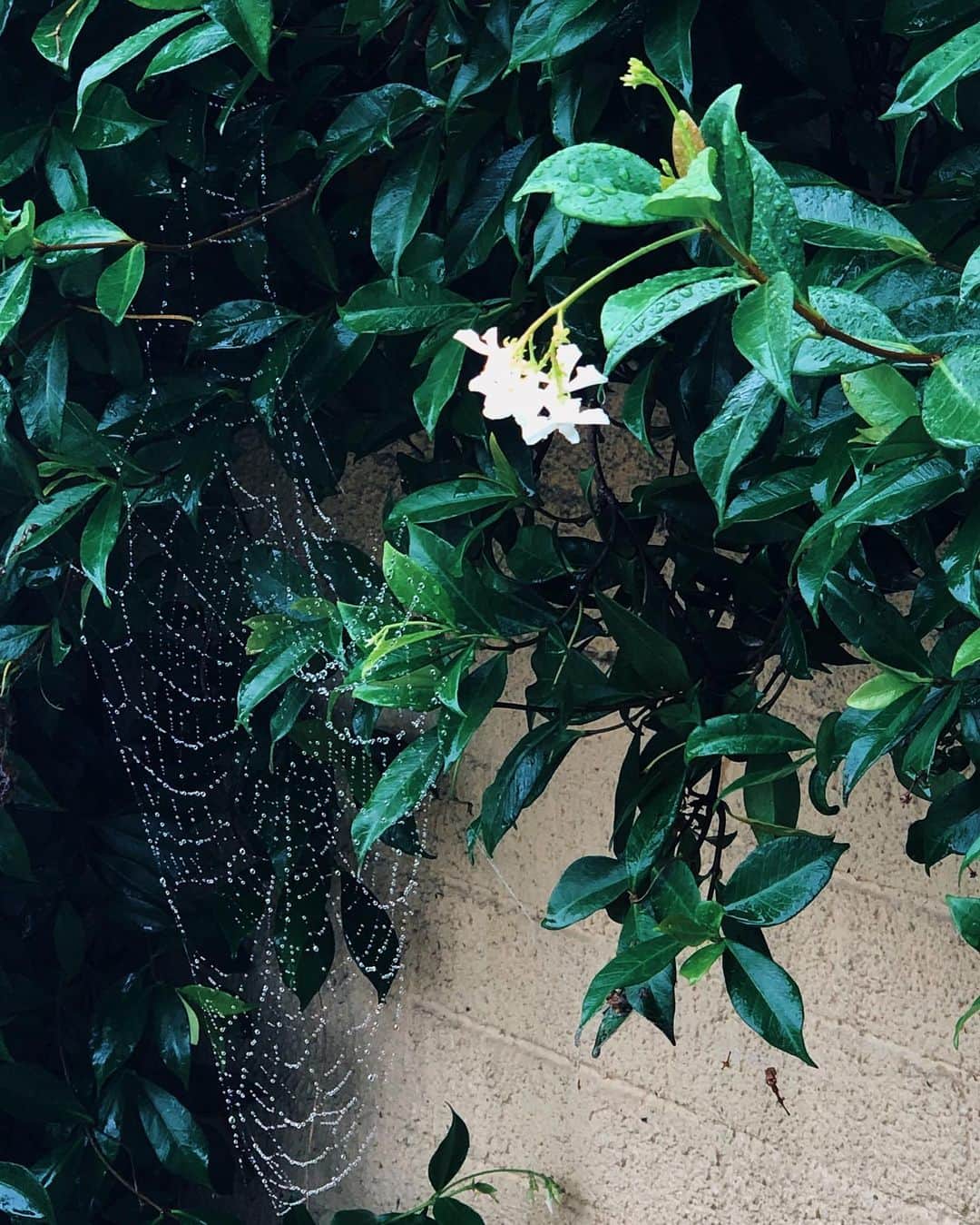 のインスタグラム：「Always amazed🤍🕸🌏」