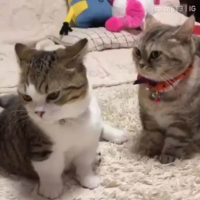 Aww Clubのインスタグラム