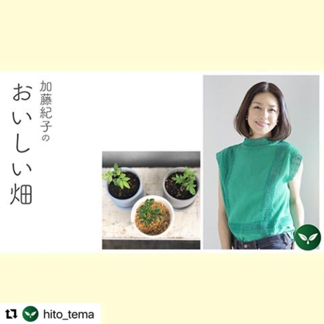 加藤紀子さんのインスタグラム写真 - (加藤紀子Instagram)「#Repost @hito_tema with @make_repost ・・・ 🌿 2020年の挑戦 🌿 . 誰も予想しえなかった今年の生活、 悲しいこと悔しいことも多かったけれど、 新しい出会いや挑戦もありましたよね。 . もうすぐ訪れる2021年に想いを馳せつつ、 加藤紀子さんが1年を振り返ってくれました。 . コンポストでの堆肥作りや 新しい食品や学びとの出会い、 縁あっておうちにやって来たカレーリーフ… . ぜひ、加藤さんの記事でお読みください。 @katonoriko サイトへのリンクはプロフィールページから。 . #hitotema #ひとてま #加藤紀子 さん #カトノリ農園 #加藤紀子のおいしい畑 #畑チャンネル #加藤によだれ #家庭菜園 #畑仕事 #野菜 #畑好きな人と繋がりたい #旬の食材 #旬の野菜 #コンポスト #堆肥作り #プランター #発酵食品 #カレーリーフ #野菜スペシャリスト」12月20日 14時08分 - katonoriko