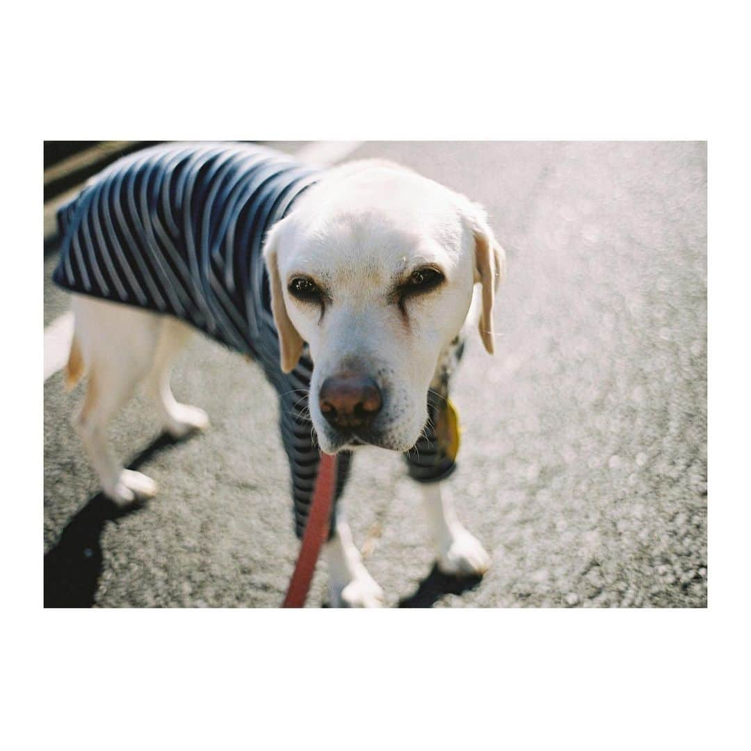 関根正悟さんのインスタグラム写真 - (関根正悟Instagram)「“film memories📷🎞”  ぐぐっ🐶🐶  #leicaM6 #contaxG2 #Portra400 #filmphotography」12月20日 14時59分 - shogosekine0319