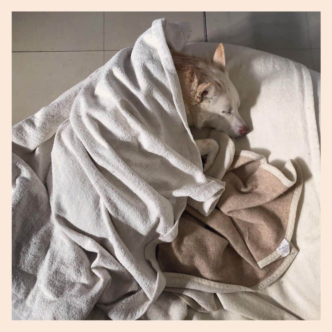 のインスタグラム：「#元保護犬 #雑種犬 #crossbreed #mixdog #sleepingdog #眠る犬　#キップル14歳」