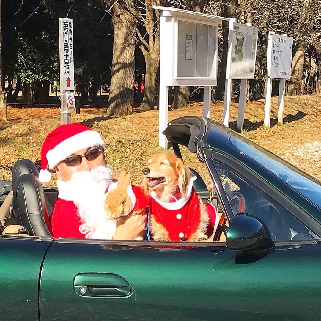Chieko Shibutaさんのインスタグラム写真 - (Chieko ShibutaInstagram)「たろー🐶&うじゃこ🐰 地方☀️ 本日　🐶🎄🐰　レンタル中 🎅さんとお仕事頑張って💝 行ってらっしゃ〜い👋 🛻💨🎅🐶🐰🎁 💕✨🐶🍀🐰✨💕 #わんこの散歩 #dachshund #dachshunds #dachshundlove #dog #dogs #doglove #instadog #instagram #instagood #pet #pets #petsagram #cute #cutepe #cutepet #cutedog #cuteanimals #likes #smile #rabbit #ラビット #ミニュチュア #ミニュチュアダックス  #ミニュチュアダックスフント #うさぎ部 #うさぎ #ダックス #犬とうさぎ #mx5」12月20日 15時24分 - chieko.81