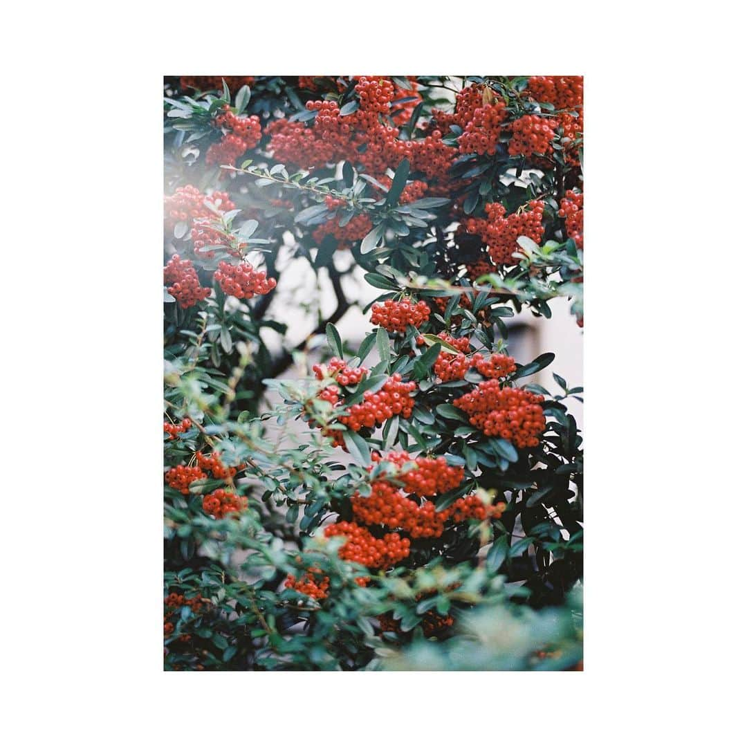 関根正悟さんのインスタグラム写真 - (関根正悟Instagram)「“film memories 📷🎞”  🍂🍁🍂🍁  #contaxG2 #portra400  #filmphotography」12月20日 15時49分 - shogosekine0319