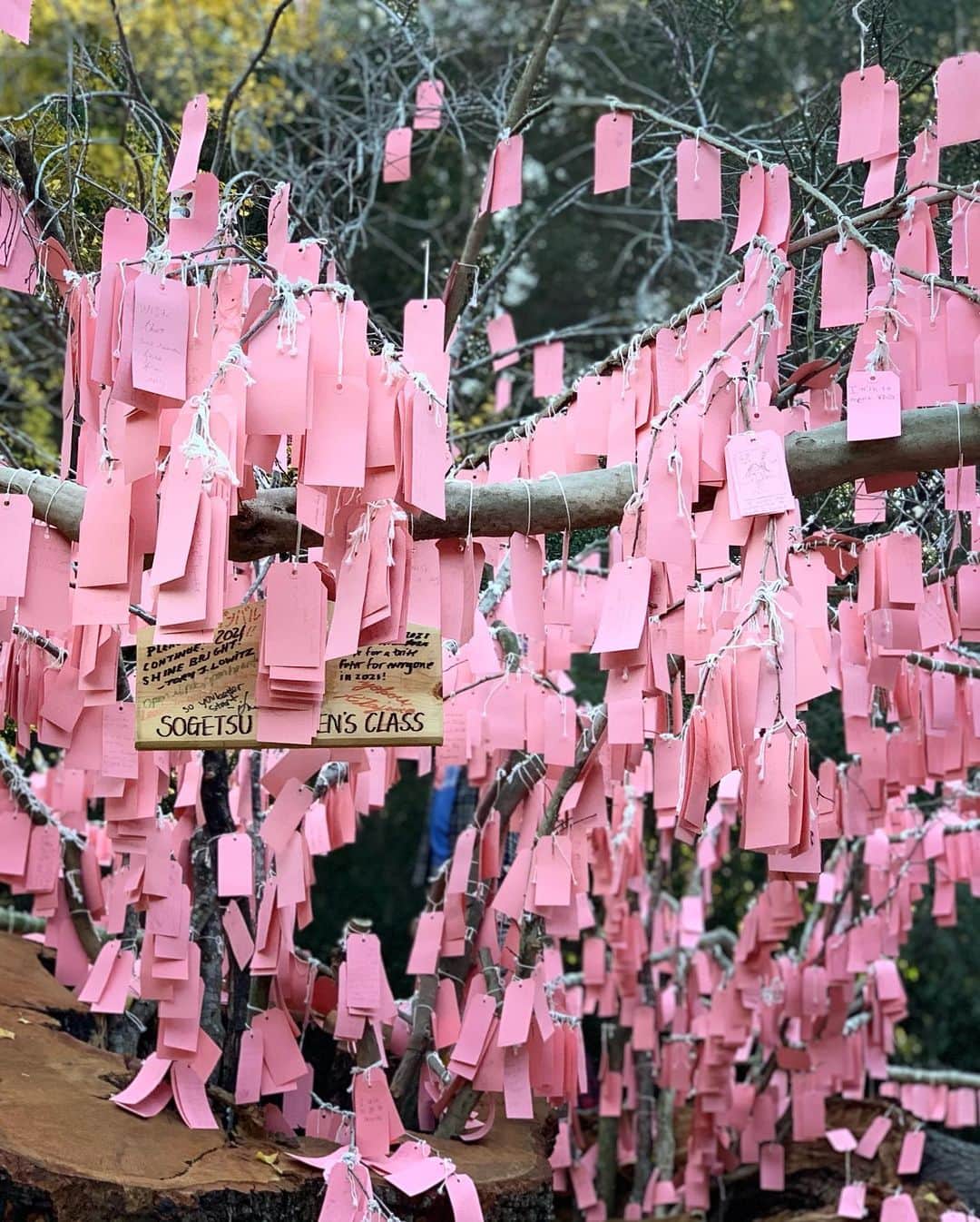 サラ・ラファティさんのインスタグラム写真 - (サラ・ラファティInstagram)「Safely visited the wishing tree at Descanso Gardens today. And I cried, (like you told me too @michaelmedicola) and just like I did when I visited Shrines and Temples in Japan and read the prayers handwritten and hung up on small wooden plaques (with @mauracraig1). At the time I thought it might be the jet lag. Today I know it’s the reminder that we are all so much more alike than we are different. My little one will get her wish, but over zoom this year. And we will hold out hope for next Christmas. Meantime I join the prayers I read today (swipe). May everyone have a home; I wish Marie and everyone like her peace in their time of such grief; may your life be happy and healthy and may LOVE ALWAYS FIND YOU; to Jackson’s Aunt, I pray your “darling nephew”will be cured of cancer; may the states be truly united in love; may Covid be over; and above all may there be MORE MAGIC.」12月20日 15時58分 - iamsarahgrafferty