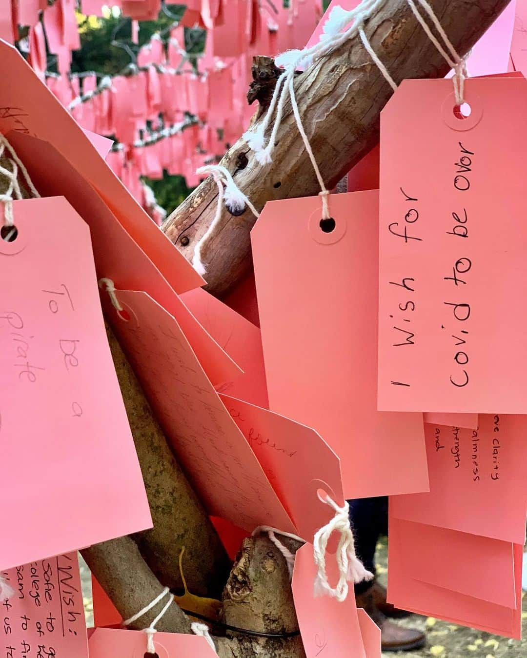 サラ・ラファティさんのインスタグラム写真 - (サラ・ラファティInstagram)「Safely visited the wishing tree at Descanso Gardens today. And I cried, (like you told me too @michaelmedicola) and just like I did when I visited Shrines and Temples in Japan and read the prayers handwritten and hung up on small wooden plaques (with @mauracraig1). At the time I thought it might be the jet lag. Today I know it’s the reminder that we are all so much more alike than we are different. My little one will get her wish, but over zoom this year. And we will hold out hope for next Christmas. Meantime I join the prayers I read today (swipe). May everyone have a home; I wish Marie and everyone like her peace in their time of such grief; may your life be happy and healthy and may LOVE ALWAYS FIND YOU; to Jackson’s Aunt, I pray your “darling nephew”will be cured of cancer; may the states be truly united in love; may Covid be over; and above all may there be MORE MAGIC.」12月20日 15時58分 - iamsarahgrafferty