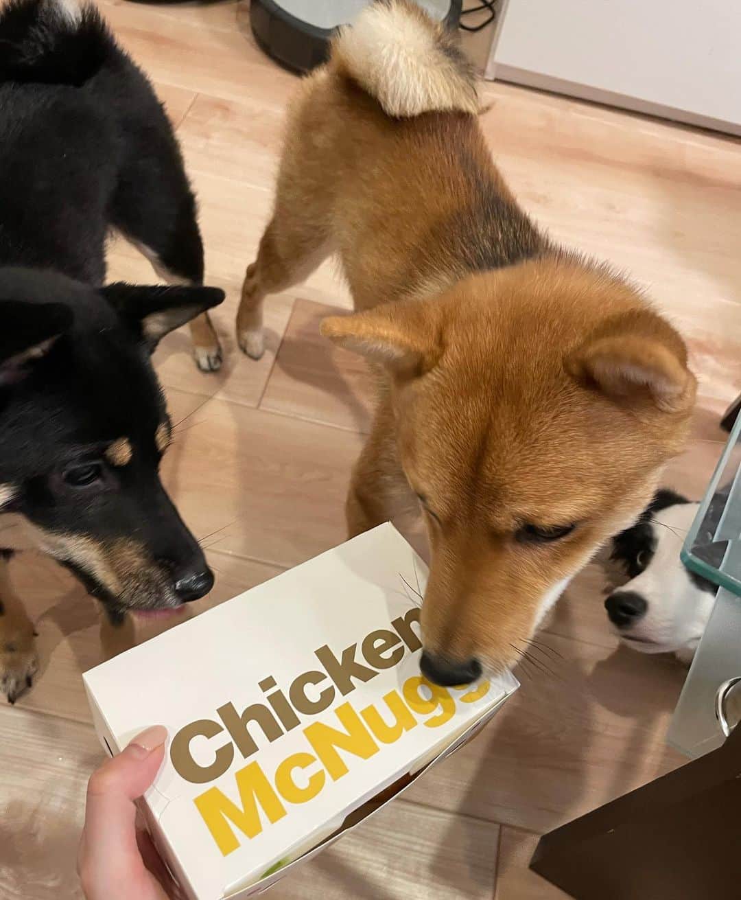 環奈（長沢菜々香の飼い犬）のインスタグラム：「いい匂いにつられてきた🐕  . . .  #豆柴#柴犬#日本犬#黒柴#黒豆柴#まめしば#しばいぬ#しば#しばすたぐらむ #こいぬ #柴  #ここ柴部#柴子犬 #shibalove #mameshiba #kuroshiba #shibainu #shiba #shibadog #shibastagram #shibastyle」