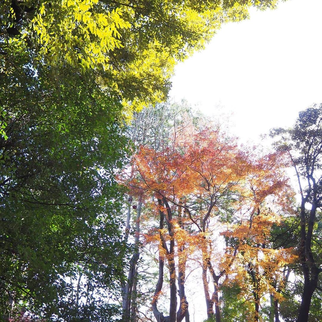 Kuboi Ayumiさんのインスタグラム写真 - (Kuboi AyumiInstagram)「もう最後かな、と思いながら紅葉を楽しみに飛鳥山公園へ。 桜の時期と紅葉の時期は家族でよく遊びに行く公園です。  赤や黄色、緑のコントラストがきれいで プラプラ歩くだけでも楽しくて。  大河ドラマ第60作の主人公である「渋沢栄一」のゆかりの場所でもあります。 公園内の旧渋沢庭園などの散策もしてきましたよ。  お気に入りの @kissnkid_online  のコートを着て 娘が持っているくまちゃん、実はエコバッグなんです。 ママが毎日使っているエコバッグを見るたびに、「私も欲しい！！！」と言っていたので プレゼントしてあげたところ、お出かけの時に抱っこして持っていくように。  @gron_official のエコバッグなのですが、くまちゃんの中にエコバッグが入っています。 お菓子などを買ったら、自分でエコバッグを出して、持ってくれています。  必需品のエコバッグですが、カラビナがついているので、リュックやバッグにつけておけば 必要な時にすぐに取り出せて便利です。  キーホルダーのようにして、バッグのワンポイントアクセントにも。 かわいいし、実用的なので気に入っています。  #gron #トートバッグ #エコバッグ #おすすめバッグ #お買い物バッグpr #pr #女の子ママ #kissnkid #公園コーデ #ぬいぐるみ #紅葉 #飛鳥山公園 #もみじ #銀杏」12月20日 16時26分 - himekagami