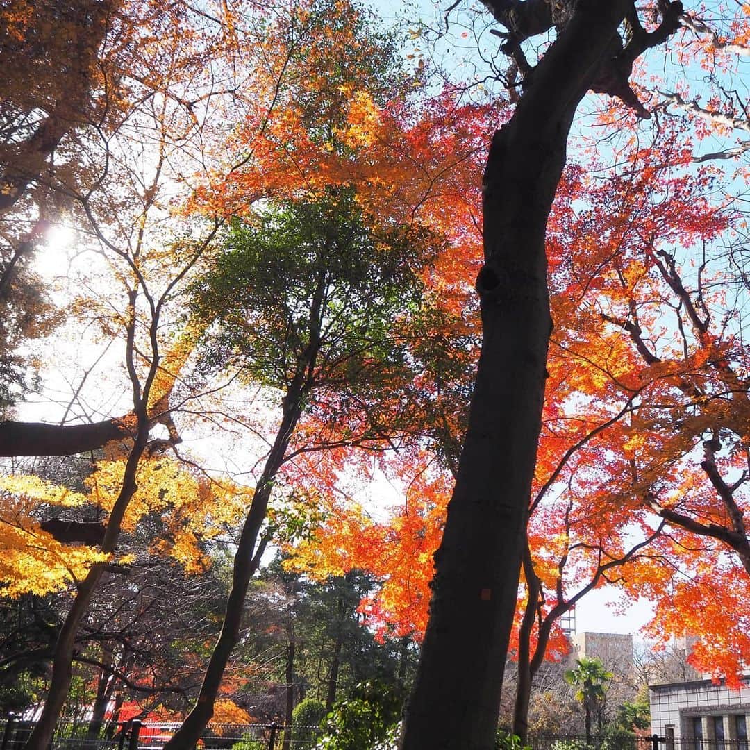 Kuboi Ayumiさんのインスタグラム写真 - (Kuboi AyumiInstagram)「もう最後かな、と思いながら紅葉を楽しみに飛鳥山公園へ。 桜の時期と紅葉の時期は家族でよく遊びに行く公園です。  赤や黄色、緑のコントラストがきれいで プラプラ歩くだけでも楽しくて。  大河ドラマ第60作の主人公である「渋沢栄一」のゆかりの場所でもあります。 公園内の旧渋沢庭園などの散策もしてきましたよ。  お気に入りの @kissnkid_online  のコートを着て 娘が持っているくまちゃん、実はエコバッグなんです。 ママが毎日使っているエコバッグを見るたびに、「私も欲しい！！！」と言っていたので プレゼントしてあげたところ、お出かけの時に抱っこして持っていくように。  @gron_official のエコバッグなのですが、くまちゃんの中にエコバッグが入っています。 お菓子などを買ったら、自分でエコバッグを出して、持ってくれています。  必需品のエコバッグですが、カラビナがついているので、リュックやバッグにつけておけば 必要な時にすぐに取り出せて便利です。  キーホルダーのようにして、バッグのワンポイントアクセントにも。 かわいいし、実用的なので気に入っています。  #gron #トートバッグ #エコバッグ #おすすめバッグ #お買い物バッグpr #pr #女の子ママ #kissnkid #公園コーデ #ぬいぐるみ #紅葉 #飛鳥山公園 #もみじ #銀杏」12月20日 16時26分 - himekagami