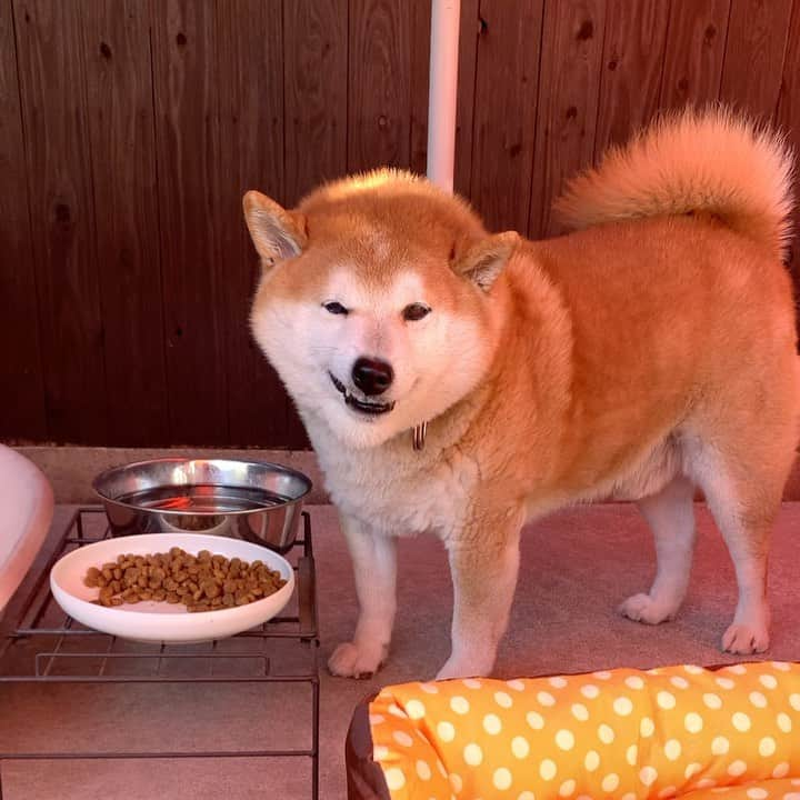 柴犬 たろのインスタグラム