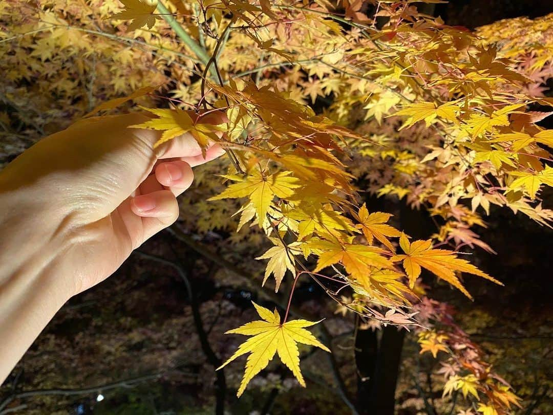 mikerr（ミカ）さんのインスタグラム写真 - (mikerr（ミカ）Instagram)「🍁 長谷寺の紅葉ライトアップ 私たちは心をクリーニングしました 邪気を排除するのだ(髪切りたくなる) 年末も共に駆け抜けよう。 、 そして！朗報です。 mikerrealismのアーカイブが、 好評につき1週間延長したとなりました🙏ありがとうー！ 聖なるクリスマス迄だよ🎄 下記URLからチェックしてね。 【https://twitcasting.tv/c:grapefruitmoon/shopcart/33693】  #鎌倉 #長谷寺 #ライトアップ #lightup #m #love #twitcasting #archive #live #紅葉 #autumnleaves #kamakura #love」12月20日 16時38分 - mikerr_33