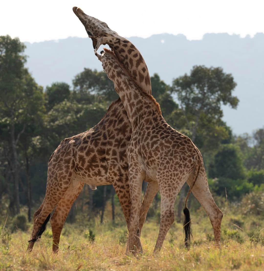 ナショナルジオグラフィックさんのインスタグラム写真 - (ナショナルジオグラフィックInstagram)「Photo by David Chancellor @chancellordavid / Masai giraffe in combat, Mara Triangle, Masai Mara, Kenya. This is the largest subspecies of giraffe, also called the Kilimanjaro giraffe. Once the most populous giraffe, with an estimated 71,000 individuals three decades ago, now less than half remain in the wild. Ongoing reports of poaching and habitat destruction have resulted in their numbers continuing to decline. These magnificent creatures are currently listed as endangered on the IUCN Red List.  Throughout their lives, bulls will engage in wrestling bouts such as this, where they stand beside each other and swing their heads like medieval maces. These fights are both to establish dominance and impress females. To see more, follow me @chancellordavid. #giraffe #masaimara #kenya #africa」12月20日 16時40分 - natgeo