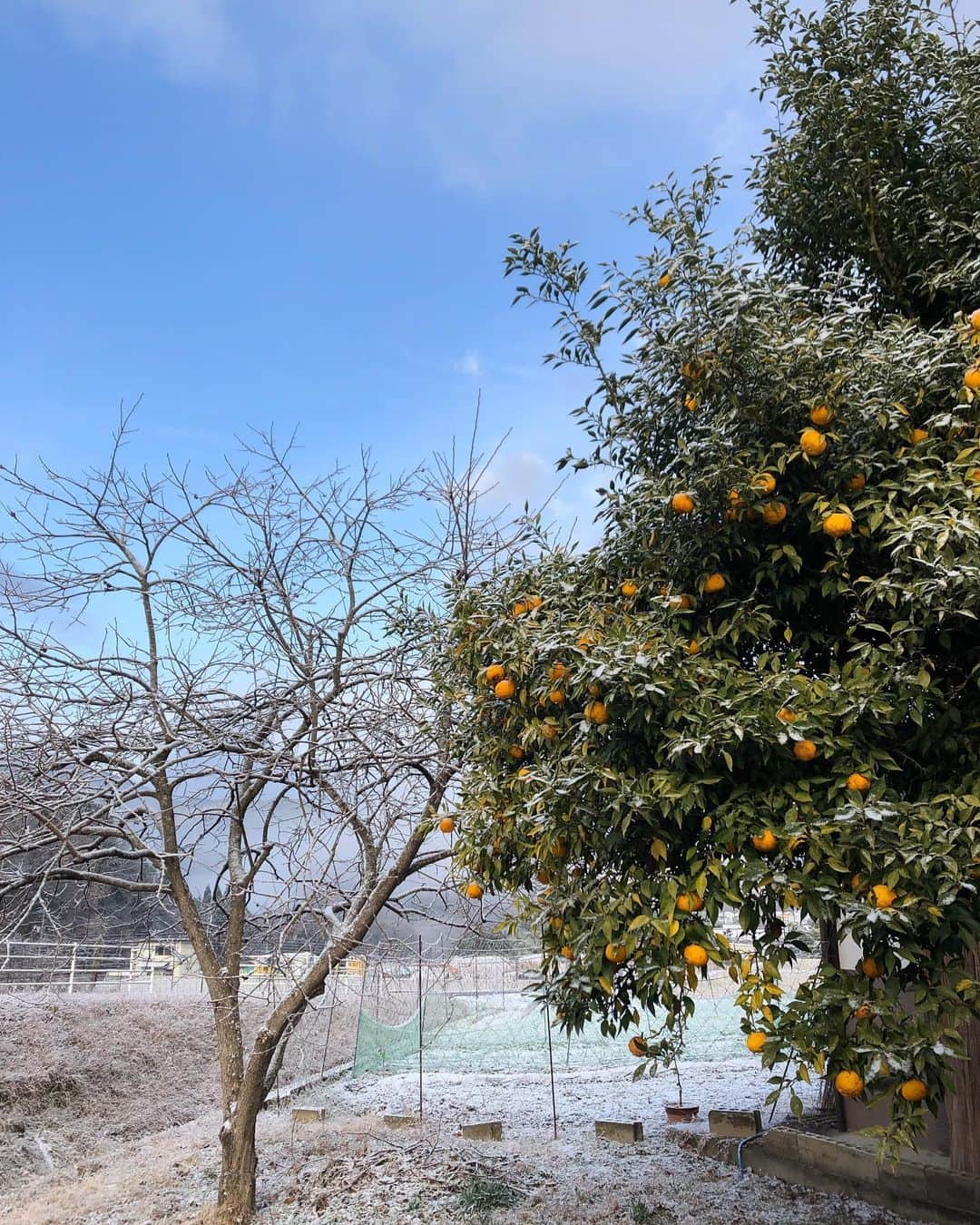 久保田夏菜さんのインスタグラム写真 - (久保田夏菜Instagram)「今朝。  うっすら雪でした☃️  誰にも取ってもらえないゆずが かわいそう、今年も。  #田舎暮らし　#雪　#安芸高田市」12月20日 17時11分 - kanakubota0805