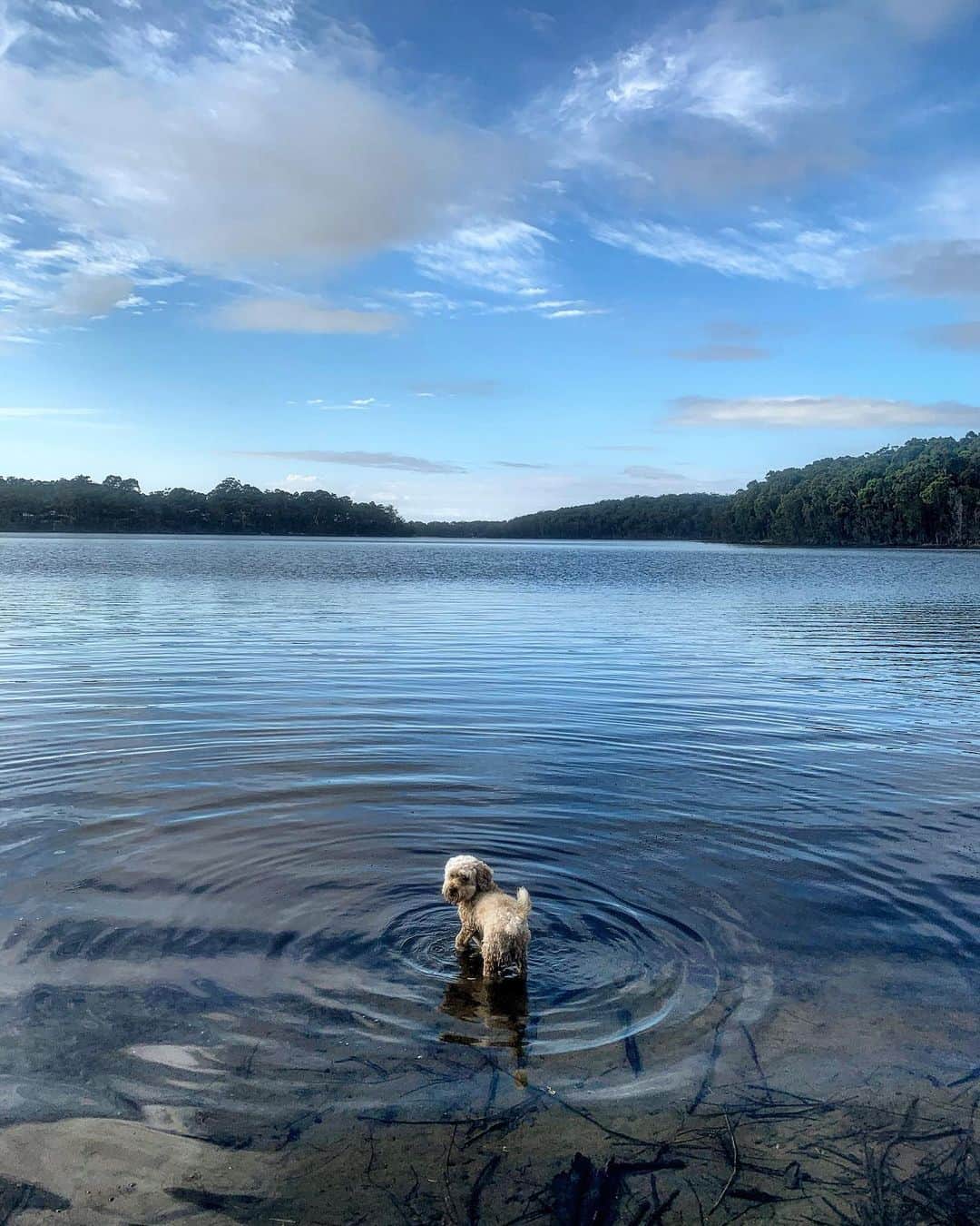シャーニ・ヴィンソンのインスタグラム：「#farmlife 🐕」