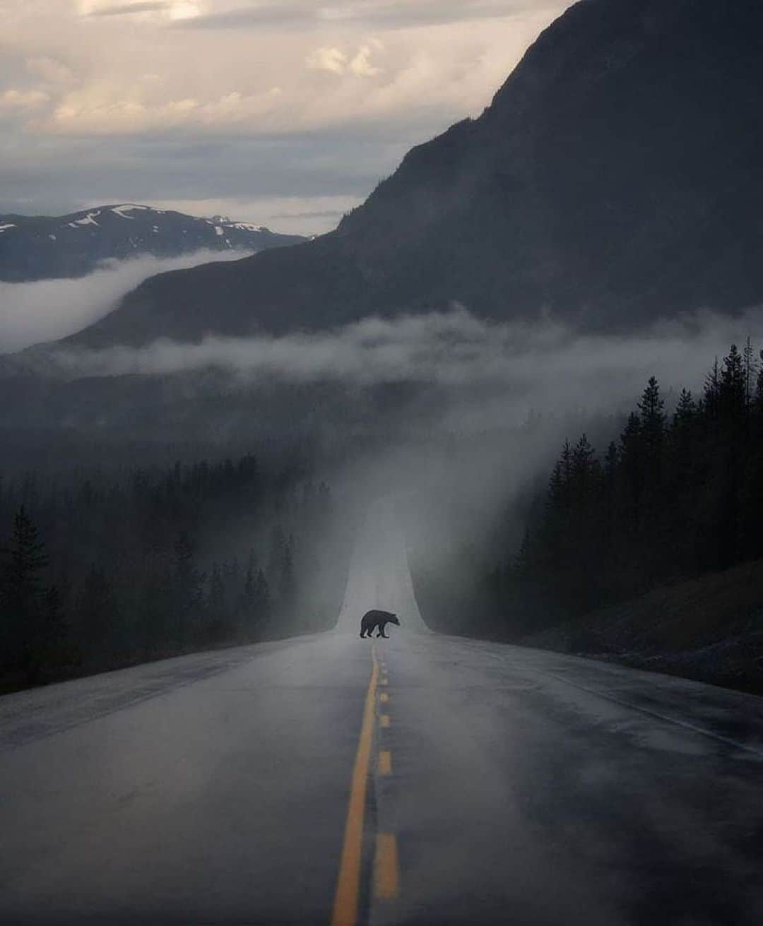 Canon Photographyさんのインスタグラム写真 - (Canon PhotographyInstagram)「A bear crossing the road in Jasper NP.  Photography // @mwhellams Curated by @steffeneisenacher  #jaspernationalpark #bear #canada #wildlife #wildlifephotography  #alberta」12月20日 17時17分 - cpcollectives