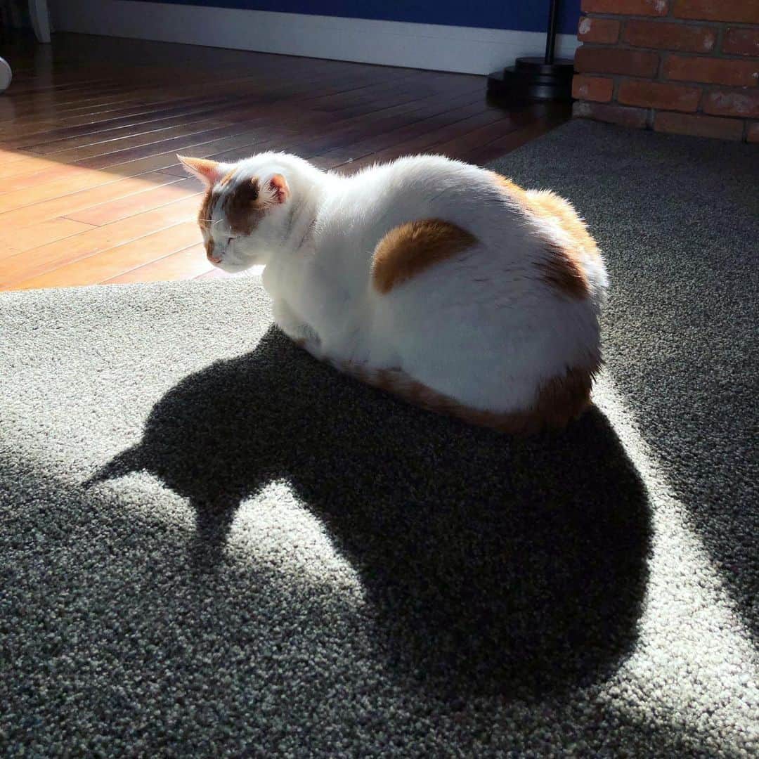 Richard Kittyのインスタグラム：「#BatCat」