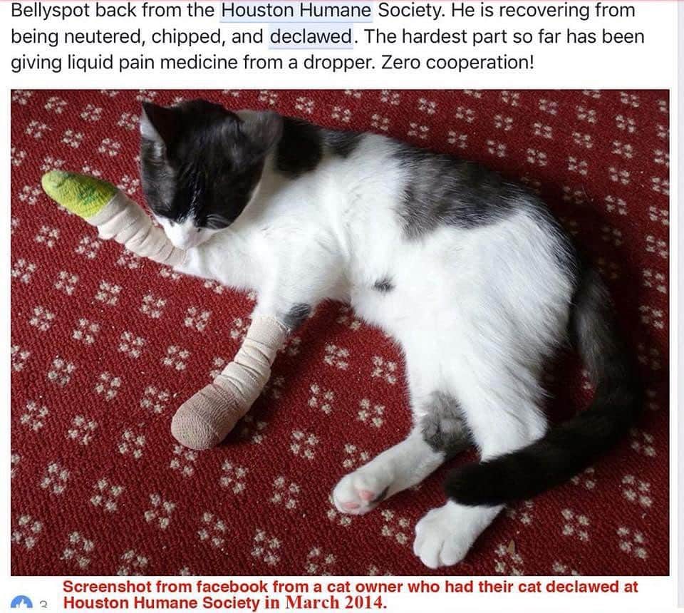 City the Kittyのインスタグラム：「Let us know if you see this post! We really need your help!!!🙏🏻  We are doing an end of year check to see who is still declawing.😿   There are only TWO animal shelters in America who are still declawing cats in their WELLNESS Clinic/Centers.  houstonhumane and @theannashelter in Erie, PA. 😾😾😾 Two employees at Houston Humane society said that they don't declaw their cats in their shelter before they are put up for adoption because it is inhumane.  But a supervisor said cats can be declawed at their WELLNESS Clinic if you pay for it out of pocket. 🙀😾😾😾 Animal shelters are supposed to be places that protect innocent animals from cruelty and harm and not cause it!!!!!!!!!!!!!!!!!🐾  Please take a minute to sign our petitions to the Houston Humane Society that’s at citythekitty.org❤️🙏🏻🙏🏻🐾 Also, please send a POLITE email to HHS's exec. director, Gary Poon, and their medical director, Tony Malone, and ask them why HHS is offering this INHUMANE amputation procedure in their WELLNESS Clinic. gpoon@houstonhumane.org tmalone@houstonhumane.org Gary Poon says his mission is to end animal cruelty. WHY IN THE H IS HE ALLOWING THIS CAT CRUELTY AND TORTURE IN HIS WELLNESS CLINIC???????  They blocked us from sending them an email so we need your help. If you get a reply, please email it to citythekitty@gmail.com   ***No need to donate to sign our petition & if you don't want the follow-up email from change. org then click on unsubscribe.  YOUR VOICES MATTER!  #theannashelter #teamanna #annashelter #houstonhumanesociety #hhs #thehoustonhumanesociety #catvets #veterinarians #veterinarypractice #stopdeclawing #houstoncats #houstontx」