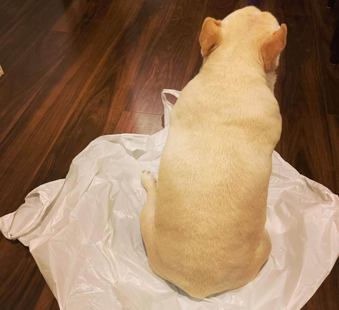 森本さやかさんのインスタグラム写真 - (森本さやかInstagram)「何かの上 が好きなコテ(̂•͈Ꙫ•͈⑅﻿)̂୭  今日のお気に入りはビニール袋(*´罒`*)笑!!!  She wants to sit on something..(*´艸`) #frenchbulldogcream  #lovemyfrenchie  #フレブル13歳  #お気に入りの場所  #フレブルのいる生活」12月20日 19時13分 - sayakamorimoto1011