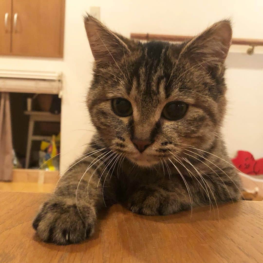 maimocotoのインスタグラム：「今日は　#モコ似のそらちゃん のお届け日でした。3週間という短い期間でしたが、可愛くて可愛くてたまりませんでした。（まぁ、いつもの事だけど笑） トライアルとなりますので、見守っていきたいと思います。先住ちゃんたちと仲良くなれますように⭐️ そらちゃん、モコをあたためてくれてありがとうね💛 ＊ ＊ 『そら、にぎやかなお家の子になれるみたいで、楽しみなの！』 ＊ ＊ この後20時から　#ザビエル首輪 のウェブショップをOpenします。URLはストーリーズにもついています。よろしくお願いします🙇‍♀️」