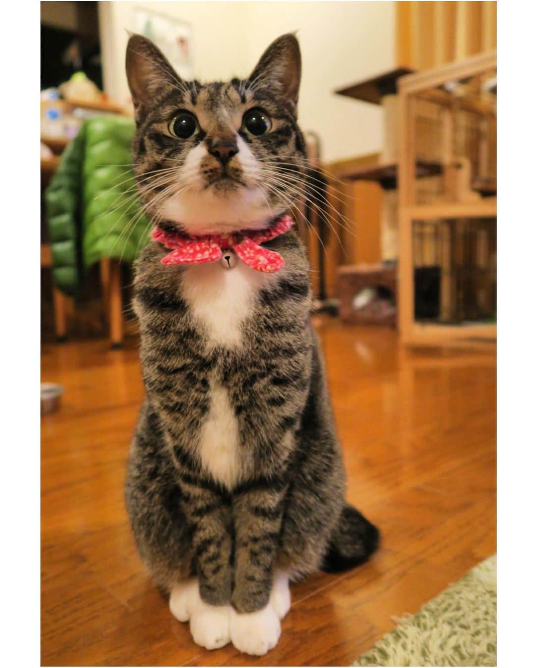 takegaeruのインスタグラム：「おしとやかてんちゃん☺️ #猫 #cat #よもねこ #よもぎねこ #キジトラ #きじとら」