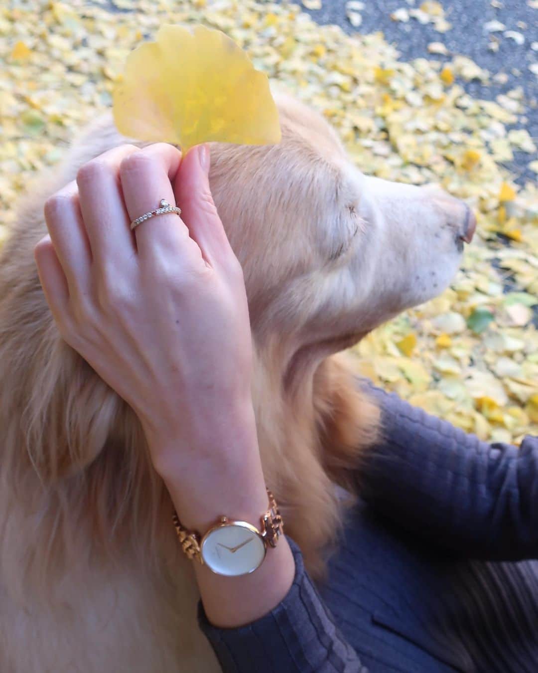 ImotoEtsuyo さんのインスタグラム写真 - (ImotoEtsuyo Instagram)「#こんばんは  ・ #愛犬  #ゴールデンレトリバー の ココアと♡ ・ この日の時計は @nordgreenofficial_japan のもの。  ・ ・ クリスマスプレゼントにも ぴったりな #ノードグリーン の 腕時計と替えベルトのセット。  サスティナブルで環境に配慮した デンマークの腕時計ブランド。  私が選んだのは　新商品の　「unika」 ホワイトダイヤル 。  ファッション年齢問わず 長く愛用出来そう。　 ・  ・ 替えベルトはピンクゴールドで 肌馴染みがいいですね。 ・  ・ クーポンコードで15%off。   クーポンコード （15%OFF 1/31まで有効） ↓↓↓↓↓ BISUHADA  #ノードグリーン #nordgreen  #クリスマス #クリスマスプレゼント #ミニマル #冬コーデ #ootd  #fashion  #コーディネート #pr #手元くら部 #大型犬のいる生活  #大型犬大好き  #癒し #goldenretriever」12月20日 19時29分 - bisuhada