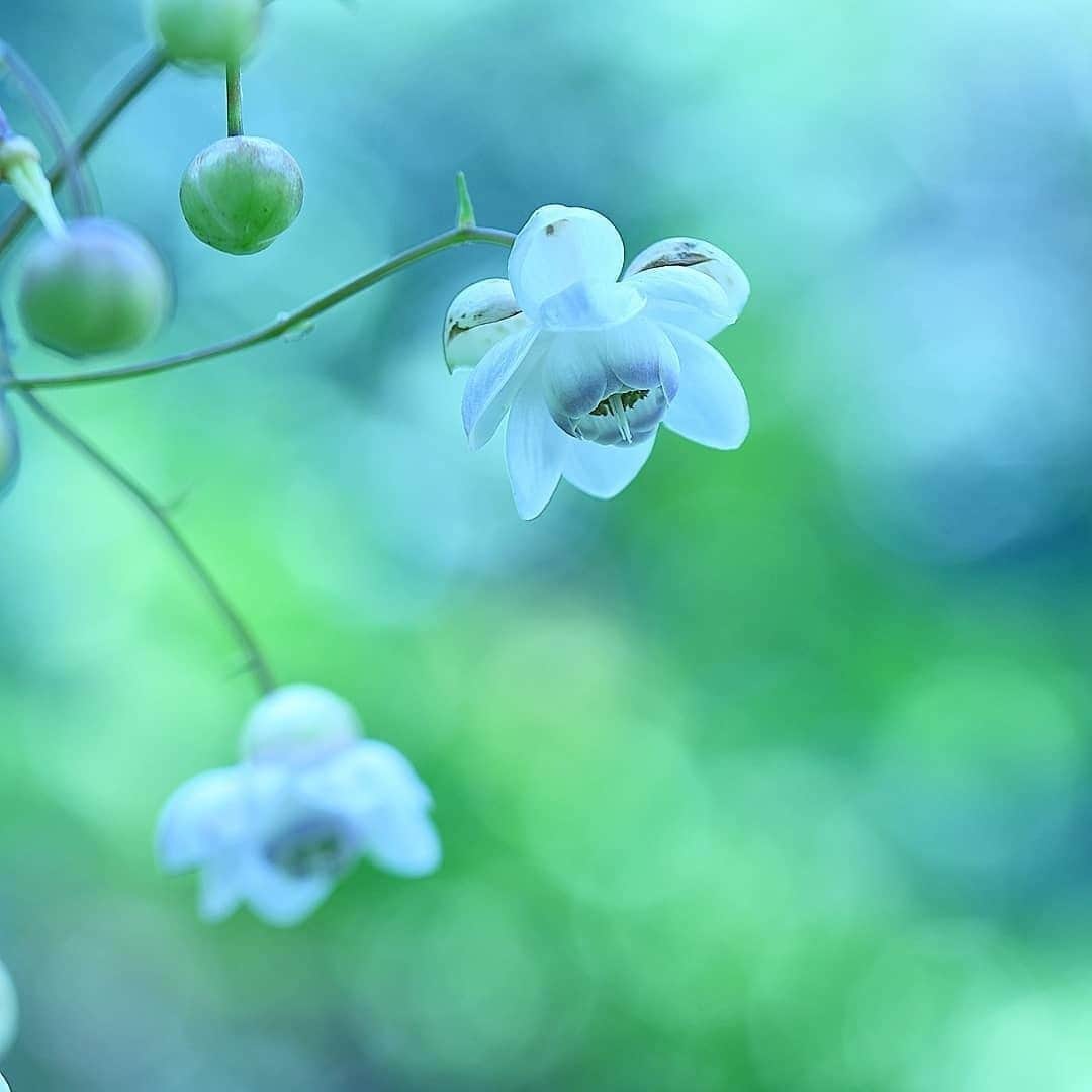 花の写真館のインスタグラム：「Photo by @riechan1227.⠀ https://instagram.com/riechan1227/⠀ .⠀ Original Post[投稿いただいたURL]⠀ https://www.instagram.com/p/CC4QNCqMSf7/⠀ .⠀ 本アカウントは、 #私の花の写真 をつけてInstagramに投稿された皆さまの花の写真や、「花の写真館」Facebookページで投稿された花の写真を紹介します。⠀ 「花の写真館」Facebookページは、「 @floral.photograph 」のプロフィールにあるURLからご覧ください。⠀ .⠀ ※各自、政府、自治体など公的機関の指示に従った行動をお願いします。⠀⠀ 東京カメラ部および分室では、写真を「見る楽しみ」を提供することを通して、微力ながら皆様にわずかな時間でも癒しをお届けしたいと思っております。⠀ ※本アカウントは東京カメラ部がFacebook、Instagramのサービスを利用して運営しているもので、Facebook社・Instagramとは一切関係ありません。⠀ .⠀ #花の写真館 #floralphotograph #floralphoto #flower #flowers⠀ Follow: @floral.photograph」