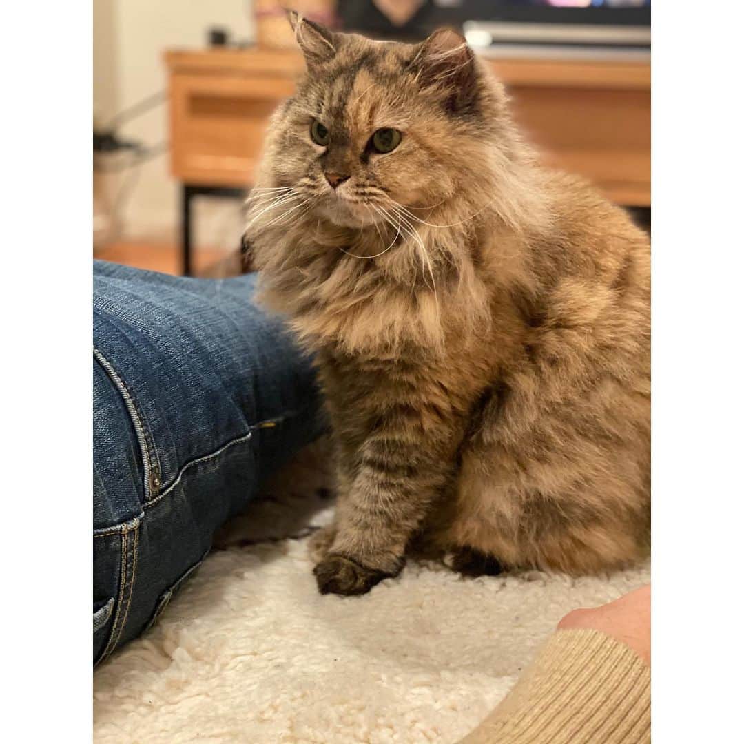 新井麻希のインスタグラム：「* こんばんにゃ！🐈🐈🐈  今年も全日本フィギュアスケート選手権、開催されます！そして今年もナレーションを読ませて頂きます😭🙏やっぴー！  フジテレビで、12月25日金曜日夜7時から三夜連続放送です⛸  事前番組の「フィギュア歌謡祭」のナレーション担当させて頂きました！  かっこ良すぎるし、泣けます😭 深夜なので、誰にも見られることなくひっそり泣けますね。そして何より、全日本がもっと楽しみになります😊  21日(月) 0時35分〜45分  22日(火) 0時35分〜45分  23日(水) 1時15分〜25分  24日(木) 0時45分〜55分  25日(金) 1時05分〜15分  是非ご覧ください😊  写真関係ありません！🤣 えぐりのアカウントも是非フォローしてください🤣🙏 @eglythecat  #eglythecat」
