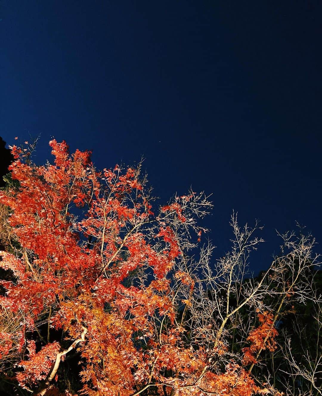 harubo515のインスタグラム：「🏮🍁🏮🍁🏮 #ライトアップ紅葉 も見れた🪅 #京都永観堂」