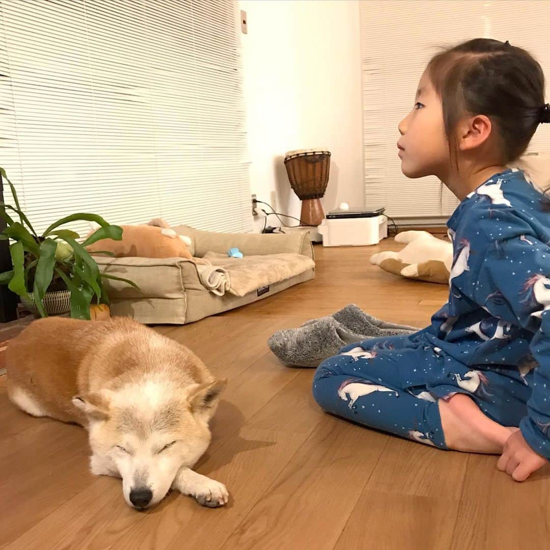 柴犬リリコのインスタグラム：「ホットカーペットから離れられない2人🐶🧒🏻♨️ #かんたん床暖 #茅乃舎 #おでんのだしとつゆ  #柚子仕事 #富士金華豚」