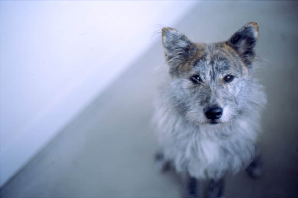 Naomiさんのインスタグラム写真 - (NaomiInstagram)「フィルムの中にあった去年のリアン。  #NikonF3 #nao1223film #ycdなんくる倶楽部 #琉球犬mix」12月20日 20時37分 - nao1223