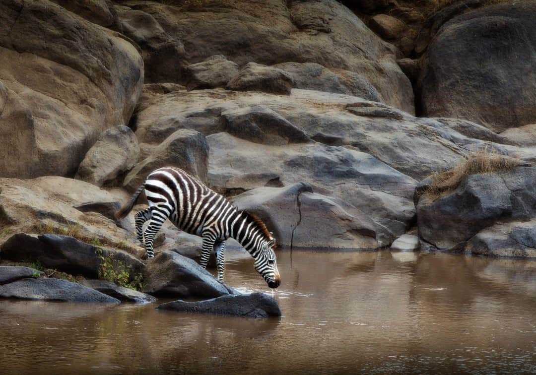 のインスタグラム：「Photo by @beverlyjoubert / Water is the source of life … but for the unwary, it can also be a source of great danger. Grazers in these parts navigate a fine line between sustenance and safety. Each day is full of decisions that can lead to precious food and water … or into the crosshairs of a whole host of predators just waiting for their chance to strike. A scene of peaceful stillness as a hot day’s thirst is quenched can quickly transform into ambush—in crocodilian shape from below, or the well-timed pounce of a big cat from the sidelines. As the zebra bends down to drink, encoded deep into its being is the grave need for vigilance. #zebra #atthewaterhole #africanwildlife」