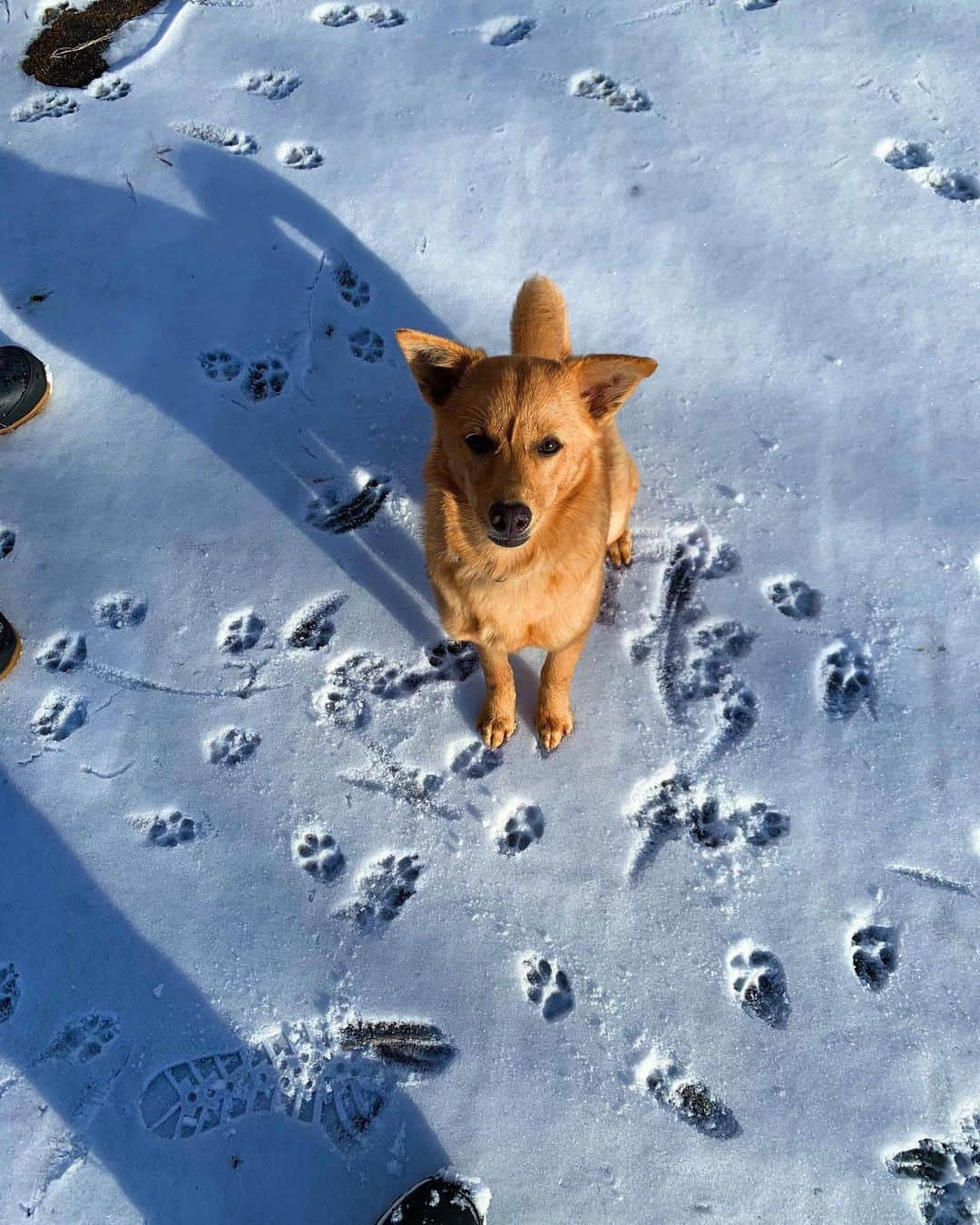 野澤麗花のインスタグラム：「テンとサンの初雪記念☃️🐾 とにかく自然が大好きなふたりは、雪を食べてみたりゴロゴロしてみたり、終始大はしゃぎでした☺️ 大きな板を持ったゴーグル姿のパパが登場した時は少しびっくりしてたけど、滑り出したら楽しそうに追いかけていきました🏂🐕🐕 . #保護犬 #姉妹犬 #初雪」