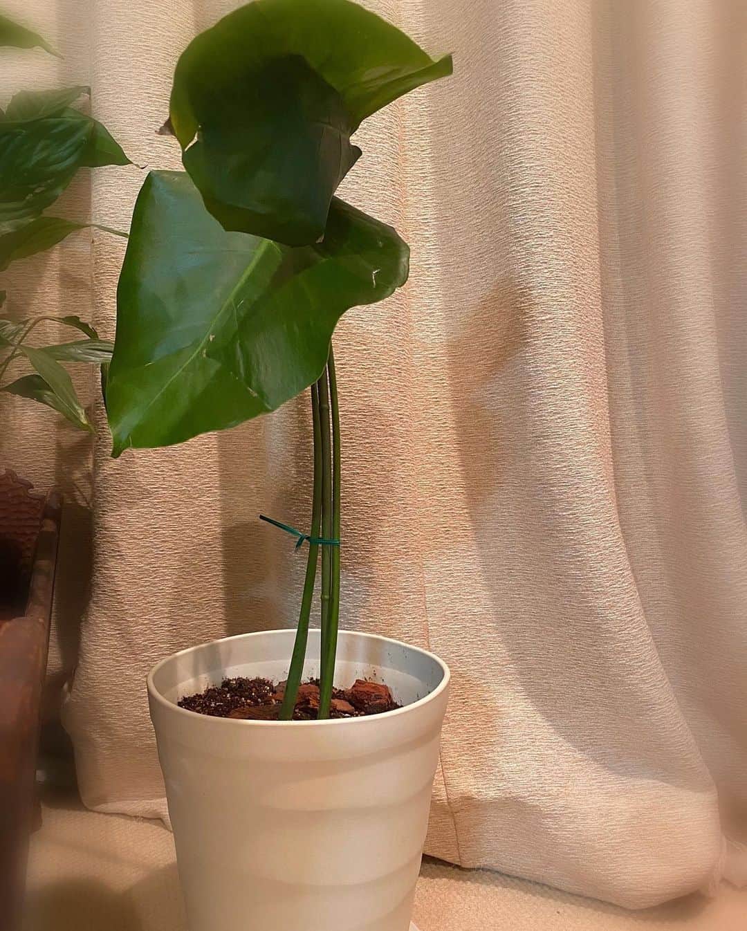 Erenaのインスタグラム